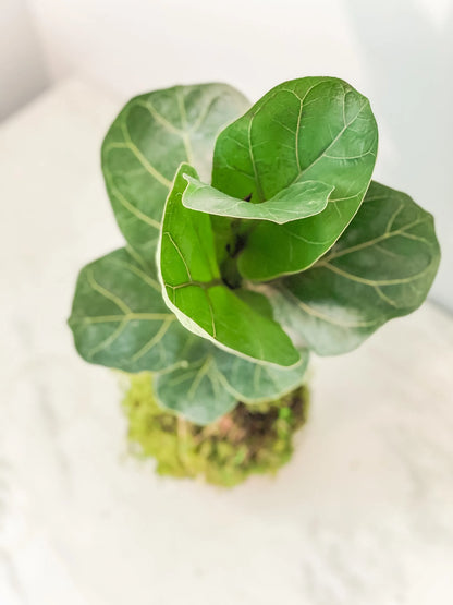 Fiddle Leaf Fig Kokedama