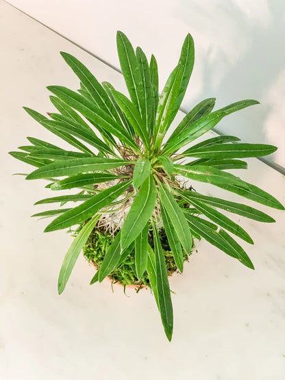Madagascar Palm Kokedama
