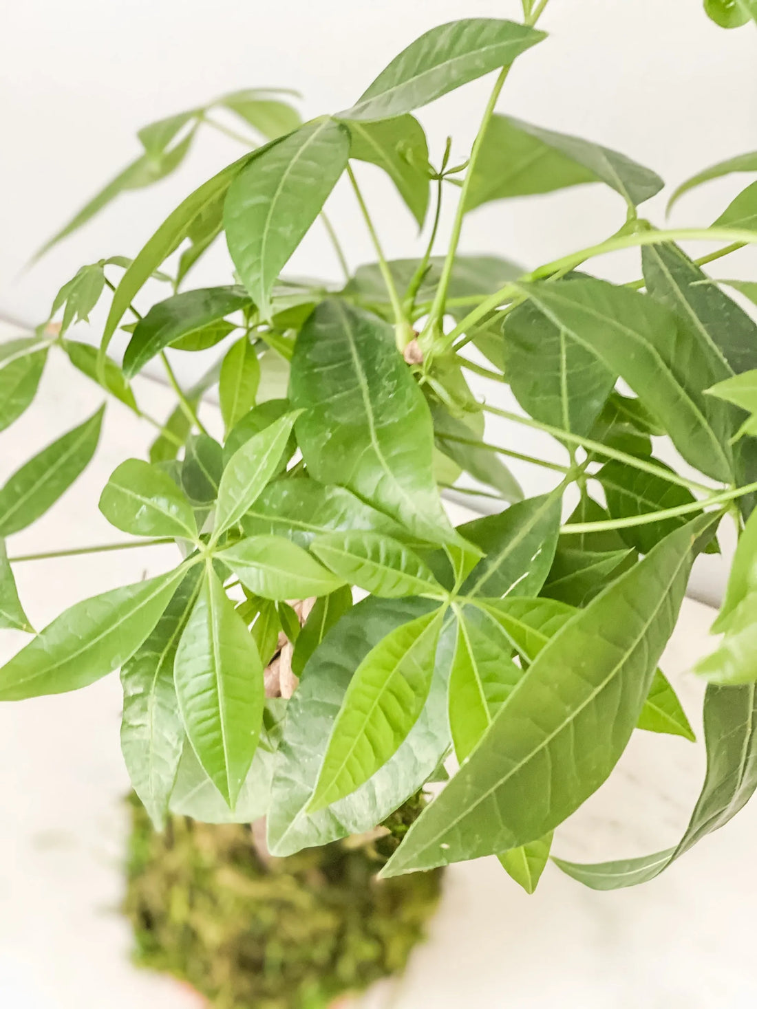 Money Tree Braid Kokedama – 1 / Money tree braid kokedama