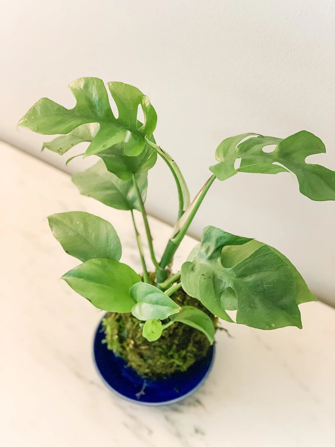 Mini Monstera – 1 / Mini monstera
