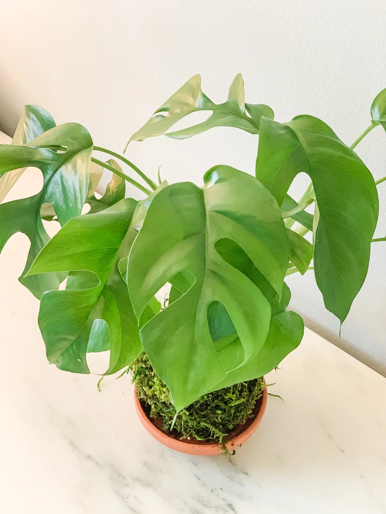 Philo Monstera Kokedama
