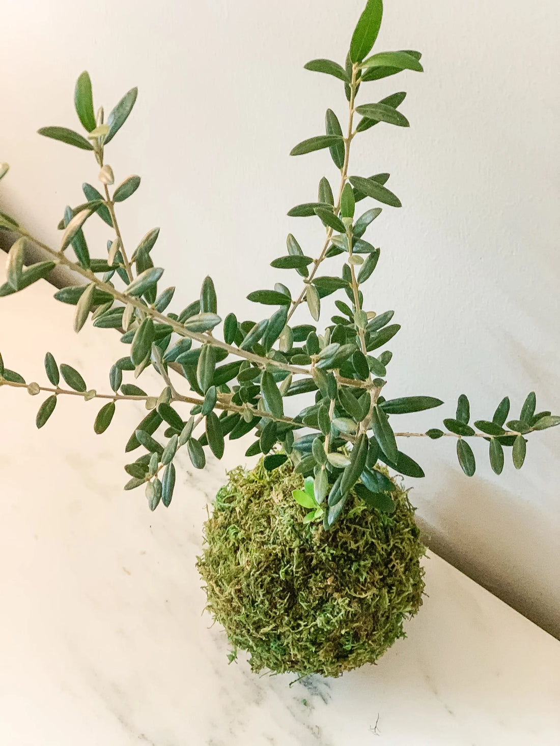 Olive Tree Kokedama – 1 / Olive tree kokedama