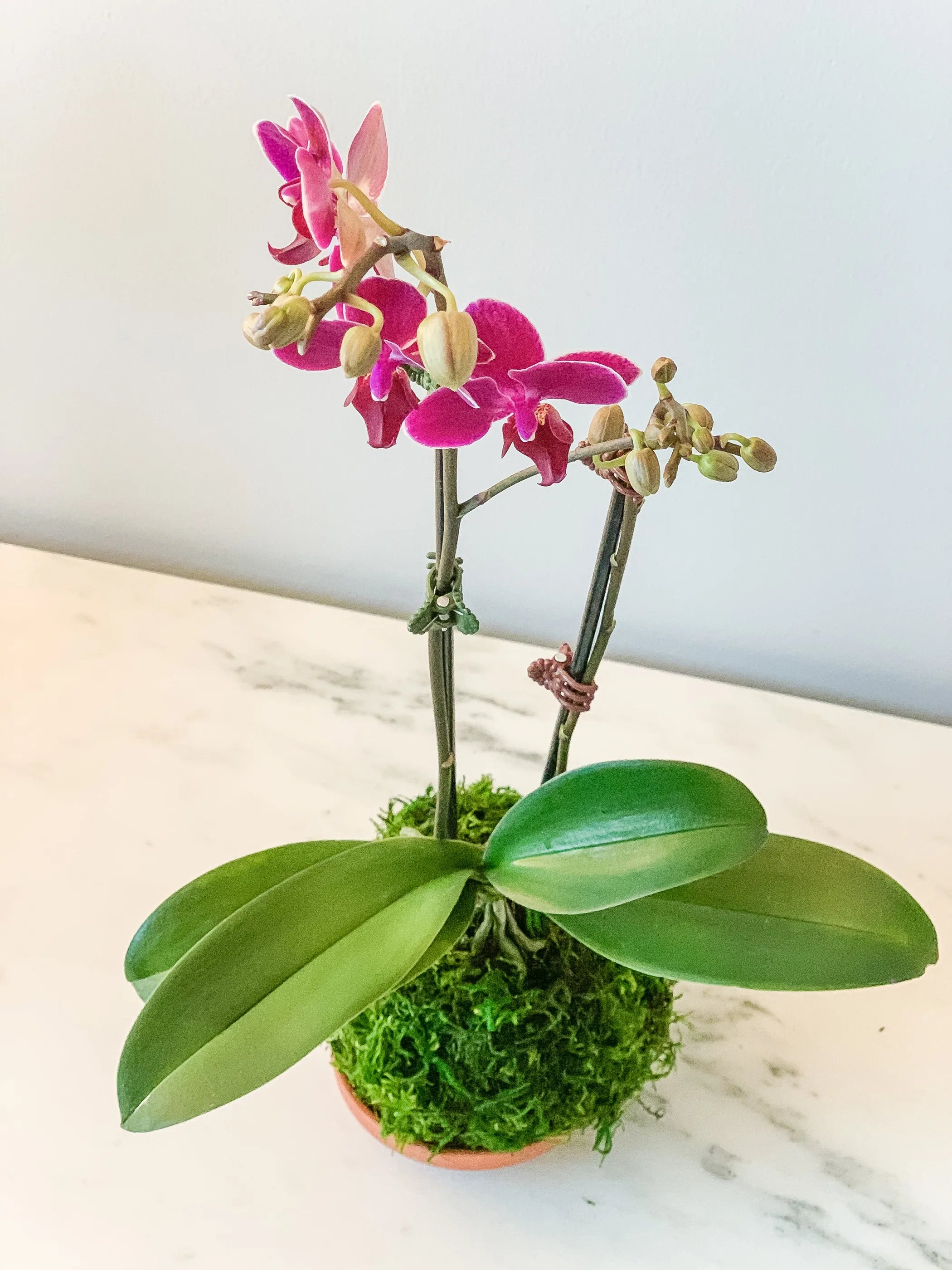 Orchid Kokedama