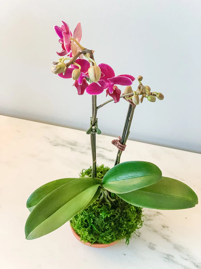 Orchid Kokedama