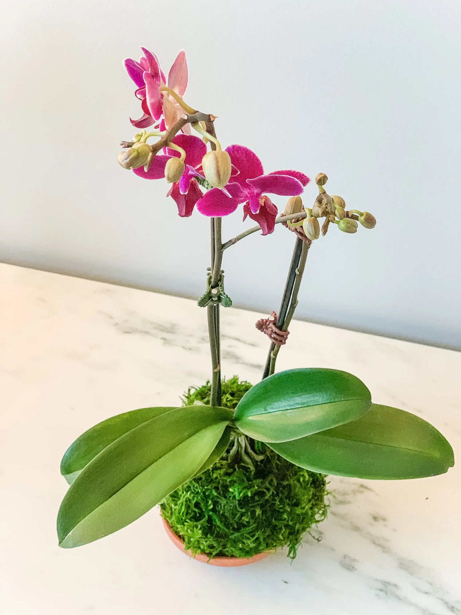Orchid Kokedama