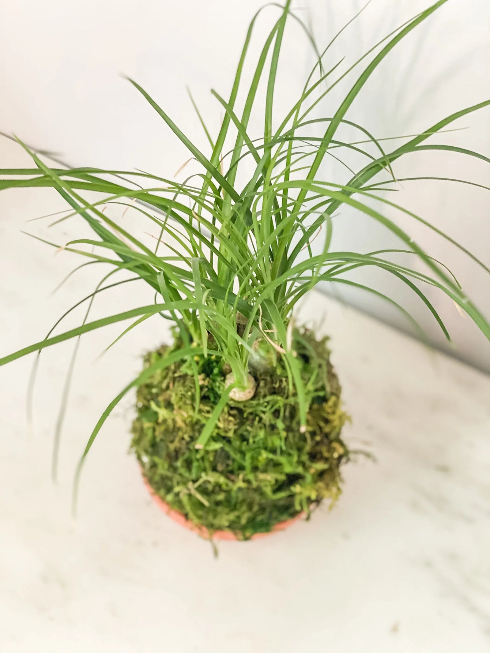 Indoor Palm Kokedama - Live Tropical Palm in Handmade Moss Ball