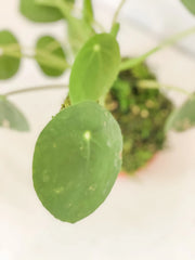 Chinese Money Plant Kokedama - Live Pilea peperomioides in Handmade Moss Ball – 1 / Pilea money kokedama