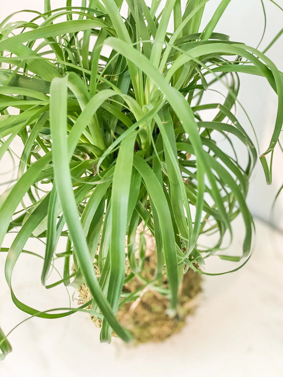 Pony Tail Palm Kokedama – 1 / Pony tail palm stump kokedama (small)