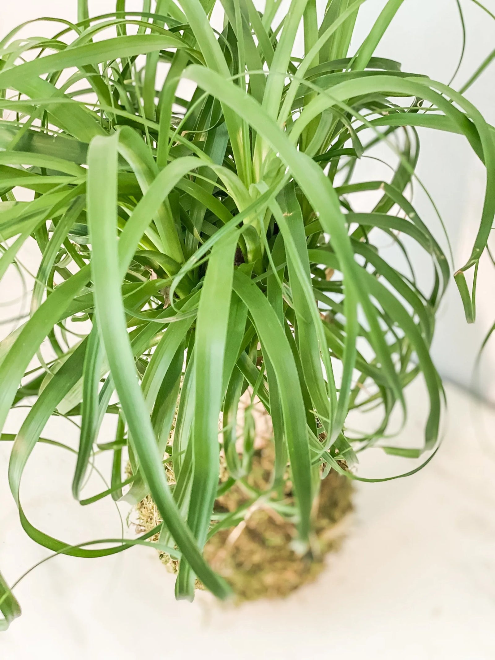 Pony Tail Palm Kokedama