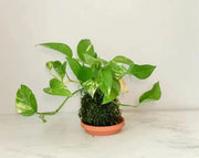 Golden Pothos Kokedama - Live Indoor Plant in Handmade Moss Ball