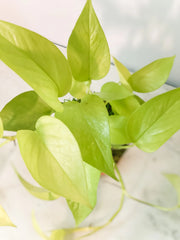 Neon Pothos Kokedama - Live Indoor Plant in Handmade Moss Ball – 1 / Pothos neon kokedama