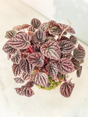 Peperomia Red Ripple Kokedama - Live Indoor Plant in Handmade Moss Ball