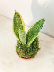 Snake Plant (Sansevieria) Kokedama - Live Indoor Plant in Handmade Moss Ball – 1 / Snake plant sanservieria kokedama