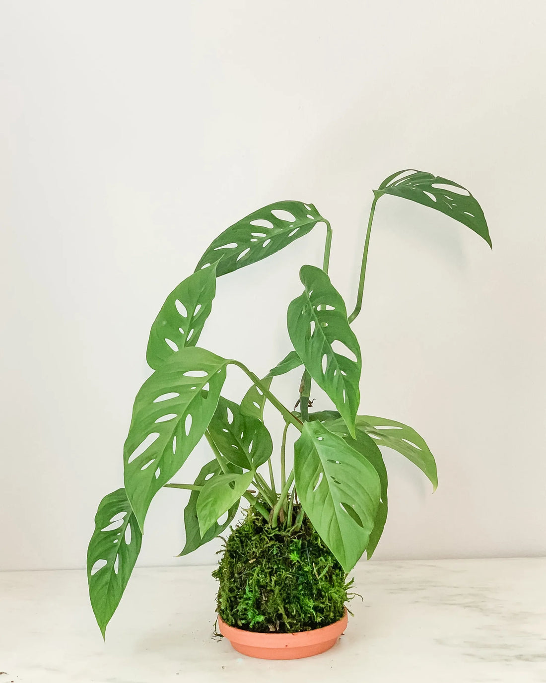 Swiss Cheese Kokedama – 1 / Swiss cheese kokedama