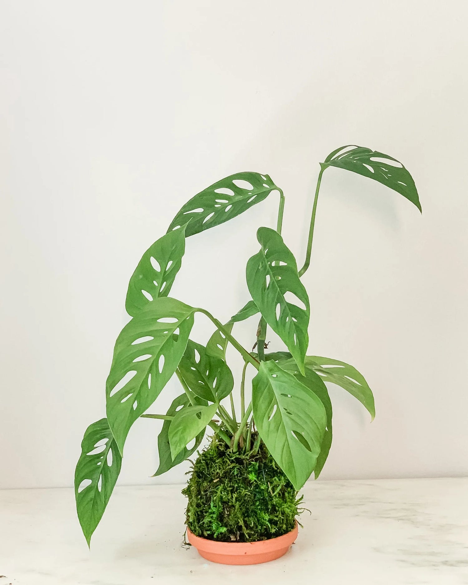 Swiss Cheese Kokedama