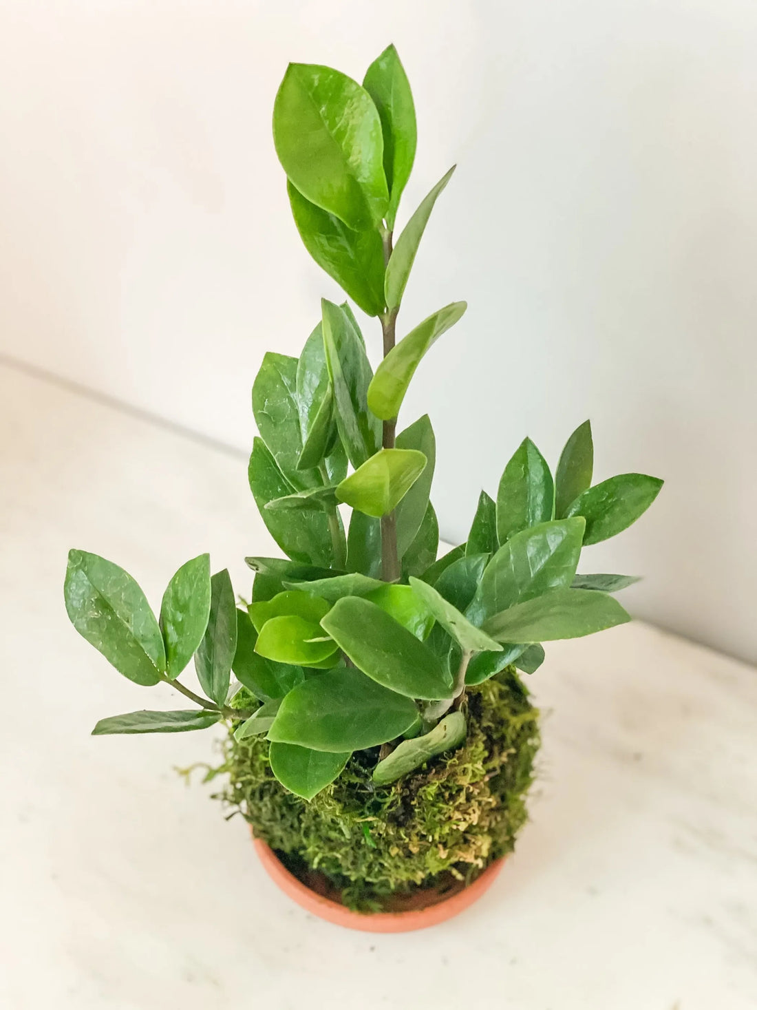 ZZ Kokedama – 1 / Zz kokedama