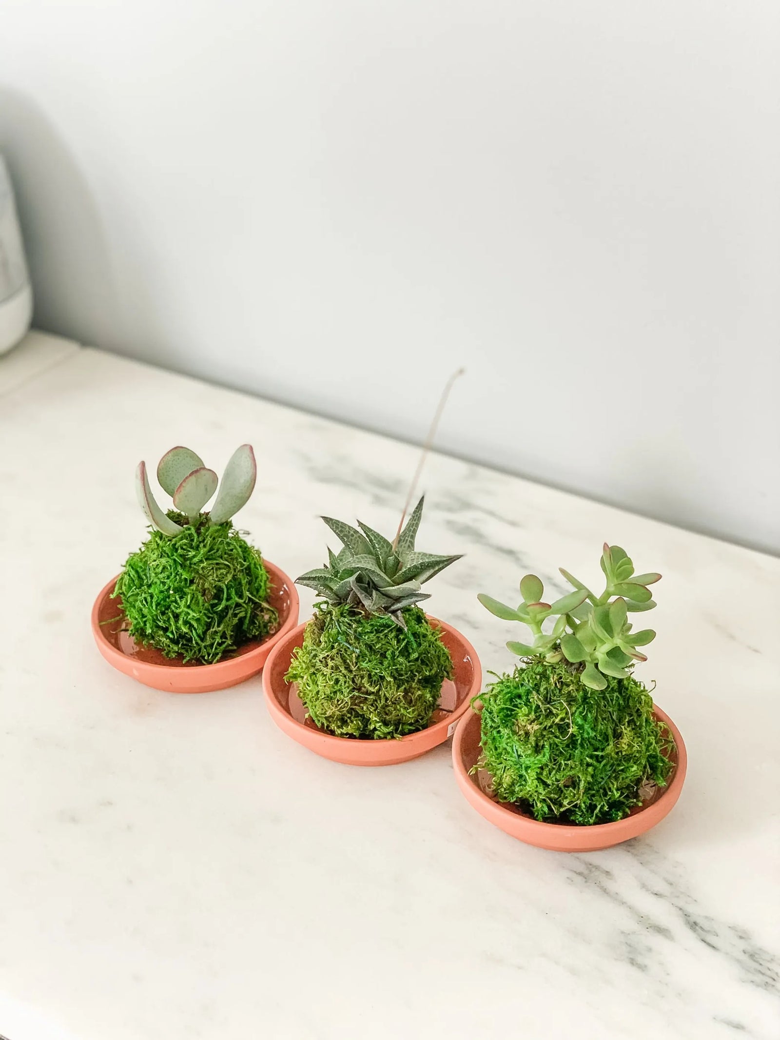 Mini Succulent Kokedama Set (3-Pack) - Live Indoor Plants in Handmade Moss Balls