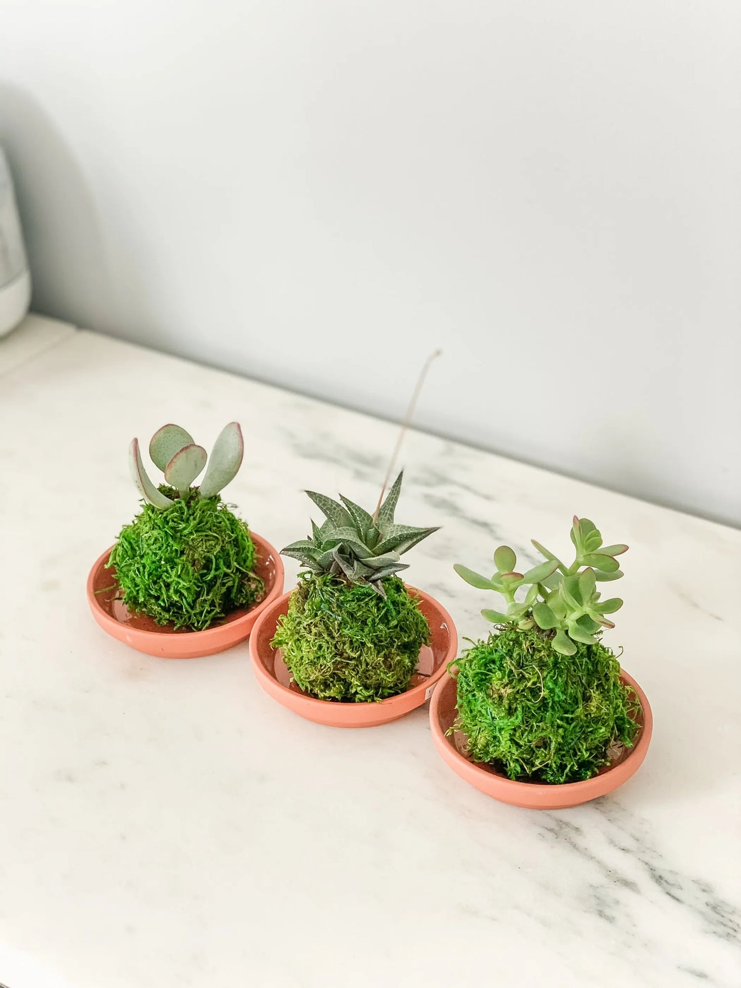 Mini Succulent Kokedama Set (3-Pack) - Live Indoor Plants in Handmade Moss Balls