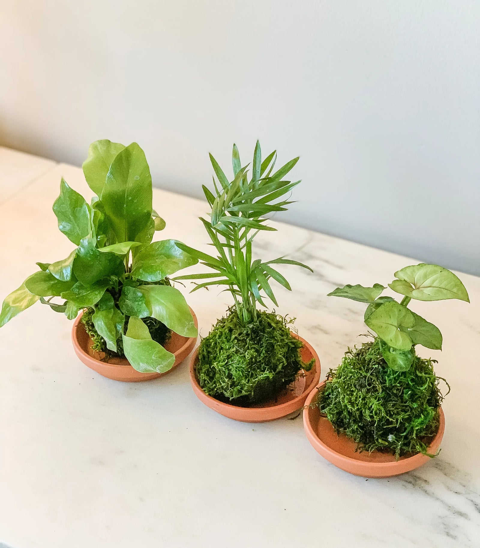Mini Foliage Kokedama Set (3-Pack) - Live Indoor Plants in Handmade Moss Balls