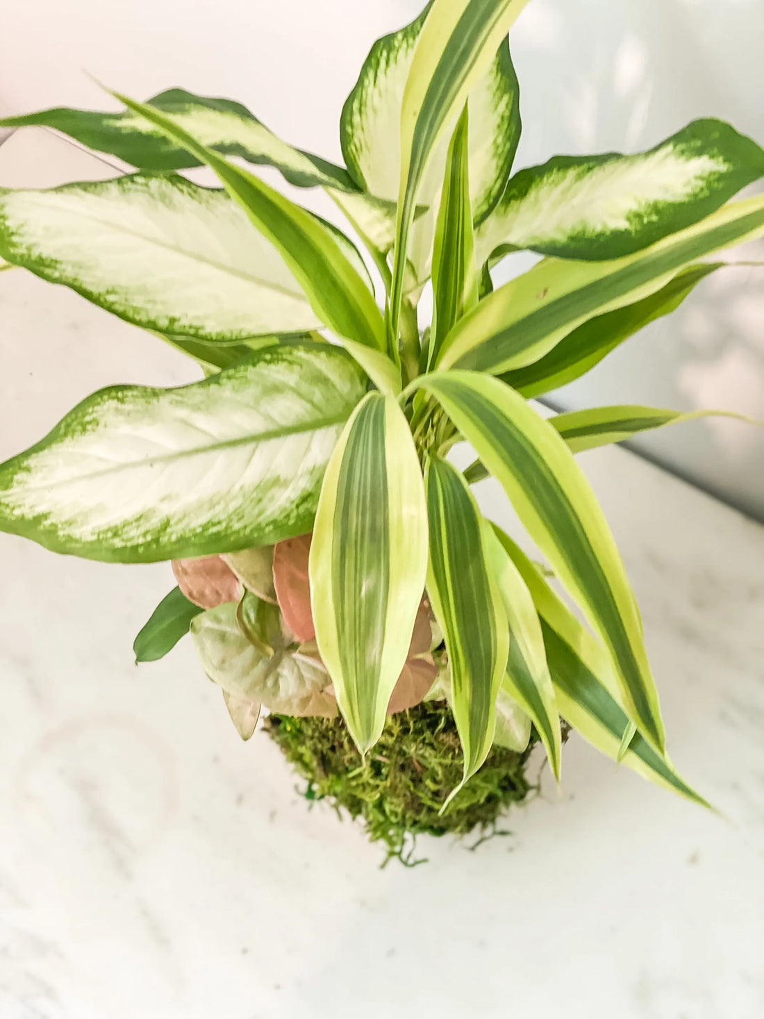 Combo Kokedama