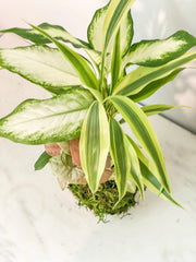Combo Kokedama
