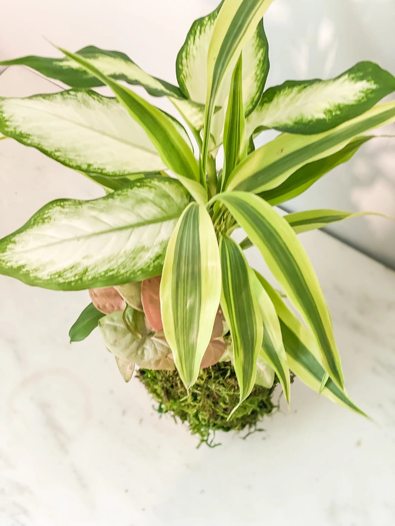 Combo Kokedama