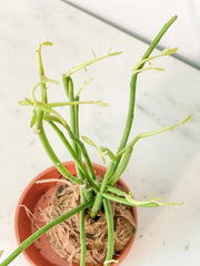 Pencil Cactus Kokedama - Live Indoor Succulent in Handmade Moss Ball
