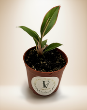 Aglaonema Siam Aurora – 3-Inch Pot
