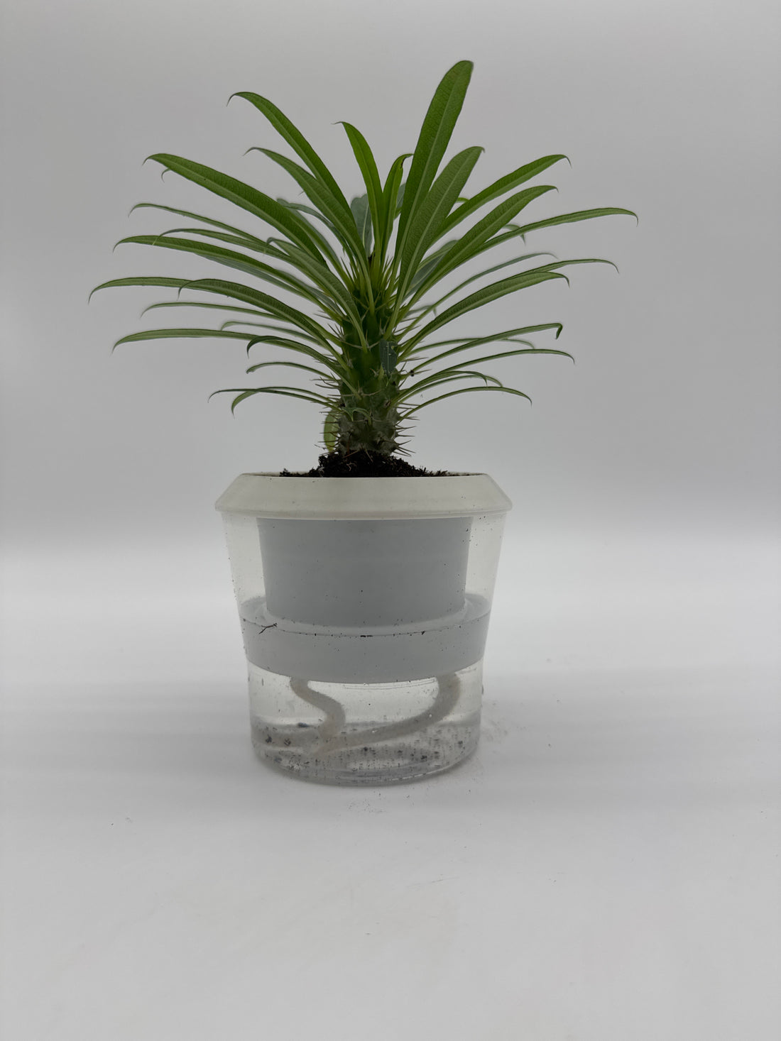 Pachypodium &