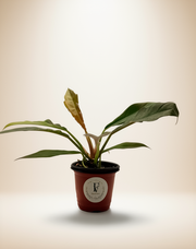 Philodendron Jungle Boogie – 4-Inch Pot – 4" Pot / Self-watering
