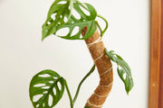 Coconut Coir Bendable Grow Pole – 16 Inch