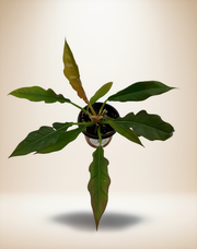Philodendron Jungle Boogie – 4-Inch Pot