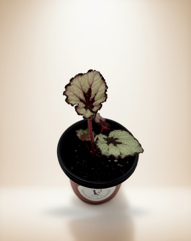 Begonia Macarena