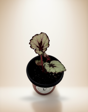 Begonia Macarena – 4-Inch Pot
