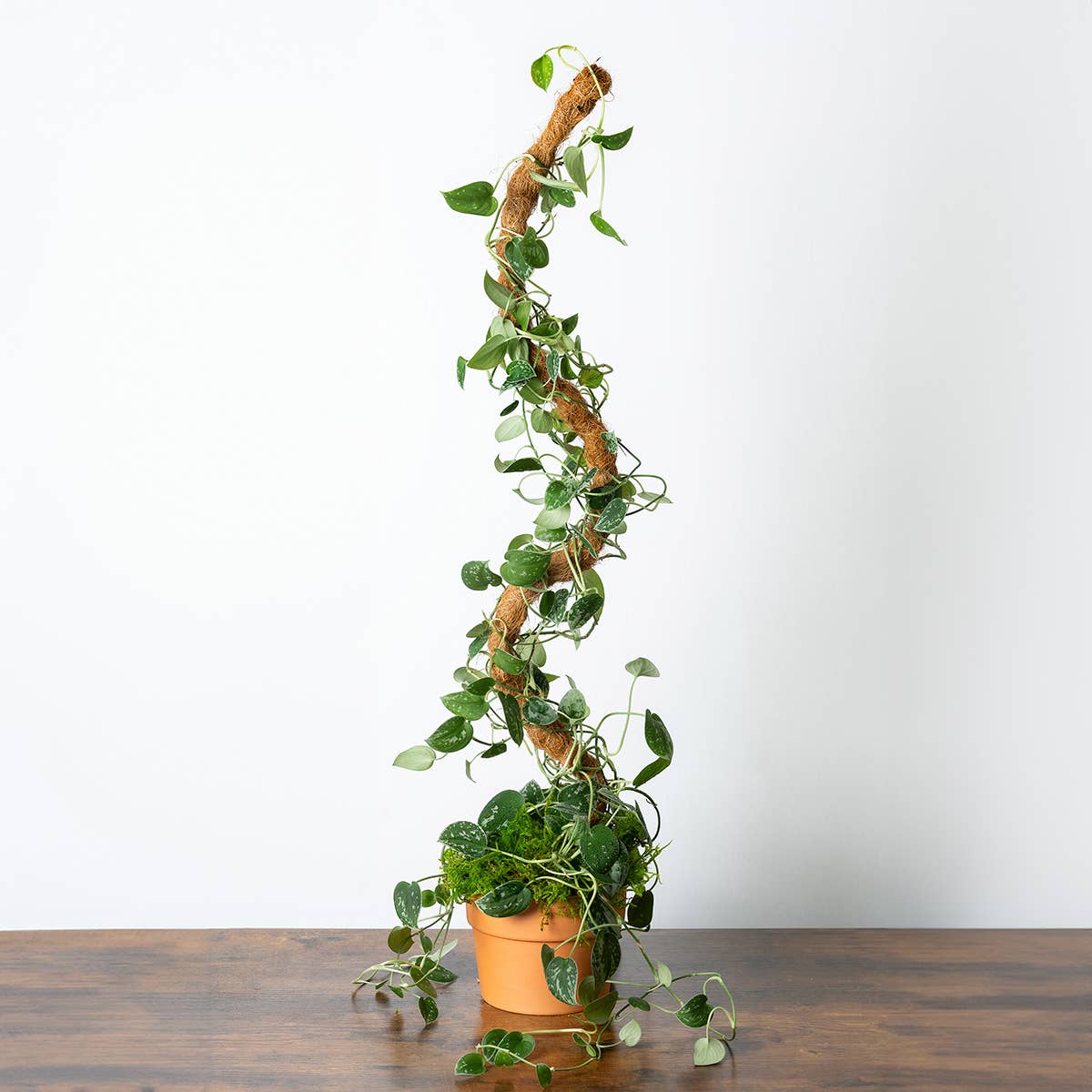 SuperMoss Bendable Moss Pole for Monstera, Pothos &amp; Philodendron 36" Plant Support