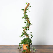 SuperMoss Bendable Moss Pole for Monstera, Pothos & Philodendron 36" Plant Support