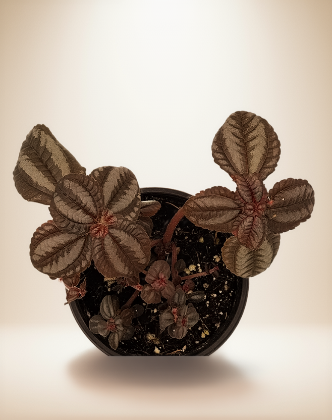 Pilea Involucrata - Friendship Plant - Thumbnail 2