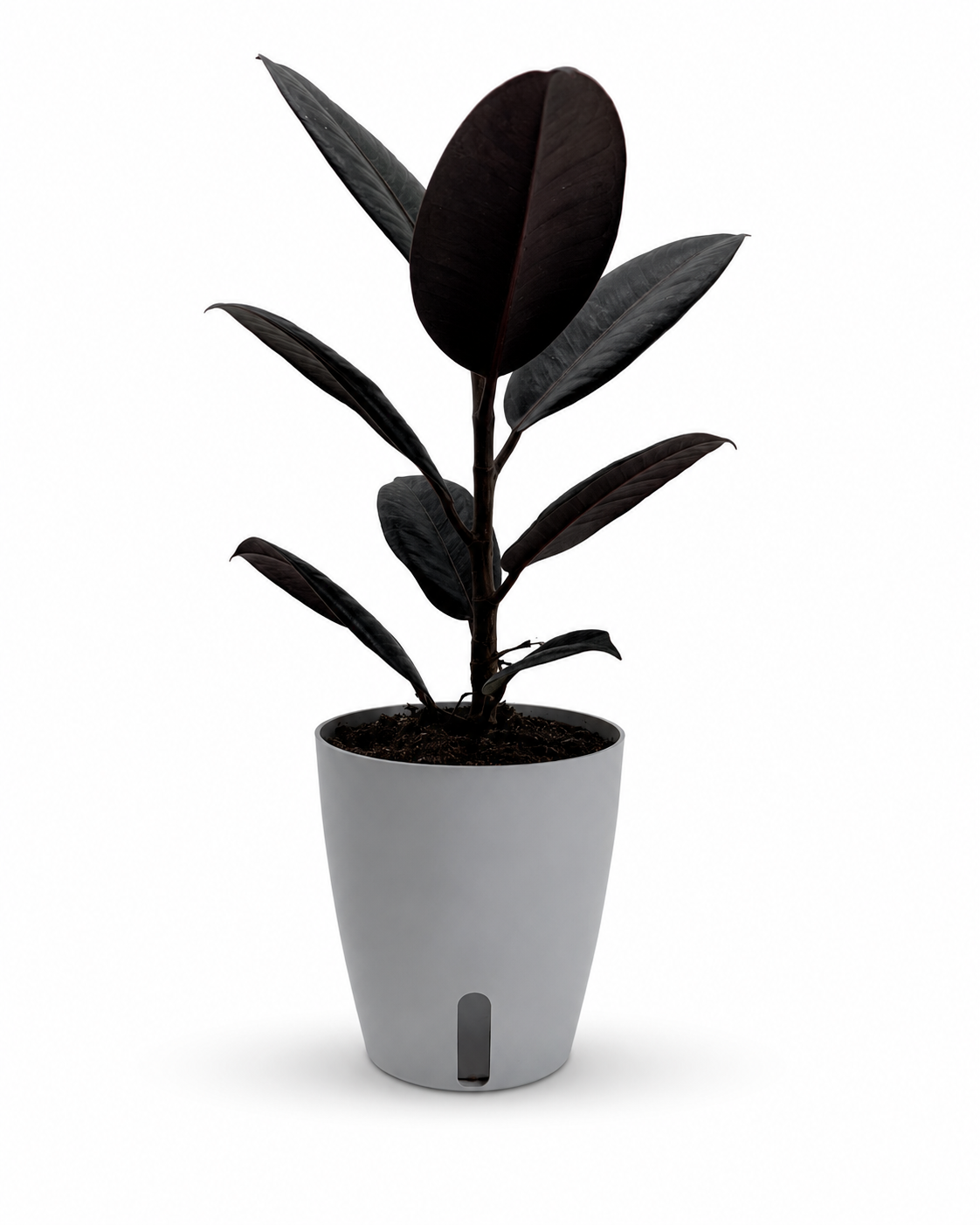 Ficus Elastica - Rubber Plant – 4" Pot / Self-watering