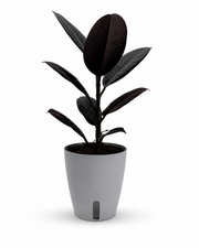 Ficus Elastica - Rubber Plant – 4" Pot / Self-watering