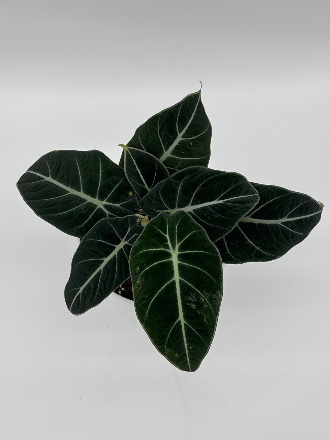Alocasia Black Velvet 6-Inch Live Plant
