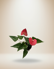 Red Anthurium, Flaming Flower – 6-Inch Pot