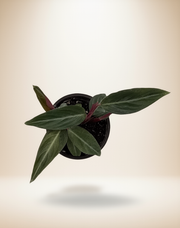 Calathea Stromanthe Sanguinea – 4-Inch Pot – 4" Pot / Self-watering pot