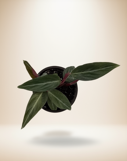 Calathea Stromanthe Sanguinea