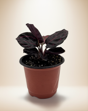 Calathea Roseopicta Dottie – 4-Inch Pot – 4" Pot / Nursery pot