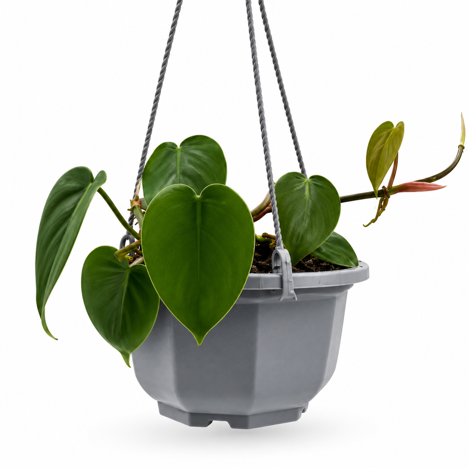 Philodendron hederaceum (Heartleaf philodendron) – 5-Inch Pot – Default Title