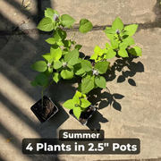 Anise Hyssop Live Plants – Agastache rugosa White & Purple Mix