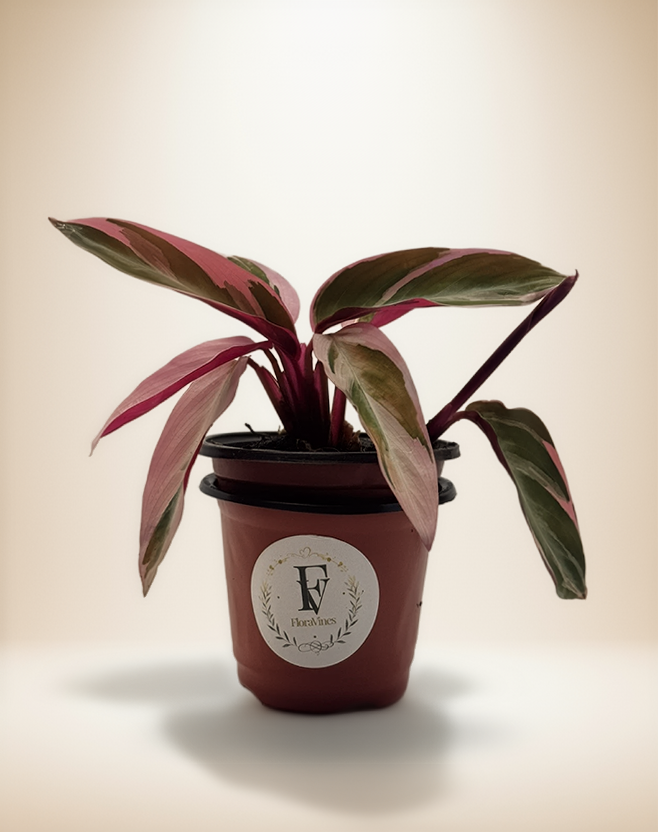 Calathea STROMANTHE TRIOSTAR