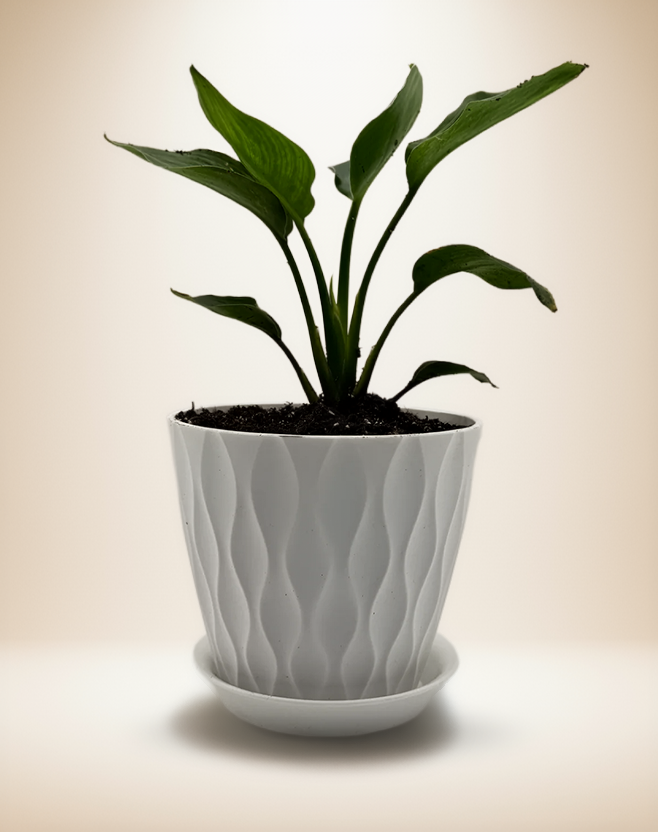 Strelitzia Yellow Bird of Paradise