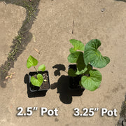 Native Purple Violet Live Plant – Viola sororia – Native Shade Groundcover – Zones 3–8