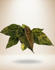 Alocasia wentii Variegated - Premium Giant Elephant Ear – 6-Inch Pot